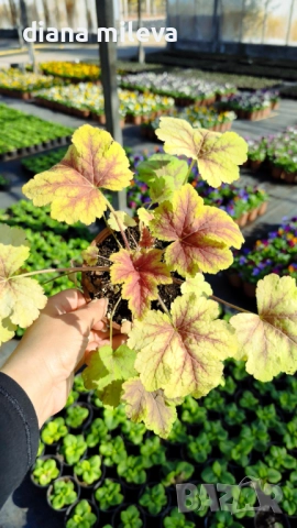 Хойхера Stoplight, студоустойчива, за сянка, снимка 4 - Градински цветя и растения - 52507064