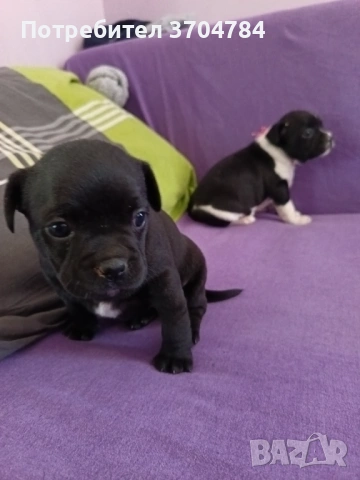 Продавам френски булдочета , снимка 7 - Френски булдог - 53733195