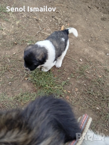 Каракачанска овчарка , снимка 5 - Каракачанска овчарка - 51987397