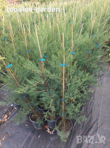 Лейланди кипарис