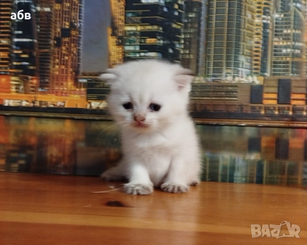 Златни клепоухи котенца , снимка 3 - Британска късокосместа - 52795816