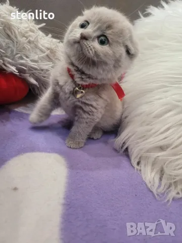 Шотландски клепоухи бебета , снимка 15 - Британска късокосместа - 23804712