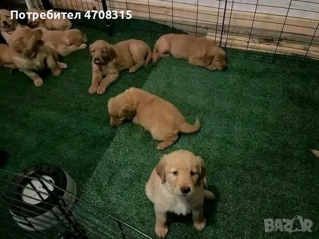 Голдън ретривър момче  родословен баща, снимка 4 - Голдън ретривър - 53300412