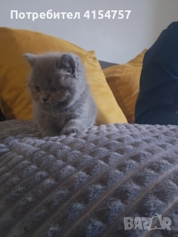 Британски принцеси, снимка 9 - Британска късокосместа - 52917554