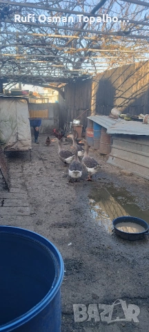 продавам гъши яйца, снимка 3 - За птици - 53822118