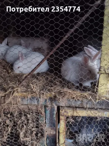 заици, снимка 8 - Други - 48870290