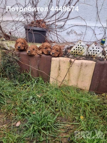 Кокер шпаньол, снимка 3 - Кокер шпаньол - 52893062