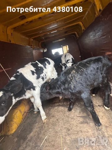 Свободни сукалчета мъжки