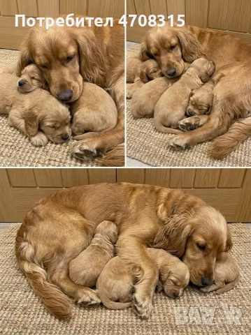 кокер шпаньол английски игриво бебенце, снимка 12 - Кокер шпаньол - 55777553