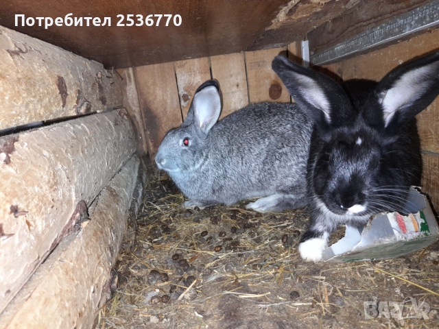 продавам заици от 2 до 6 месечна както и прясно заешко месо, снимка 3 - Други - 31970061