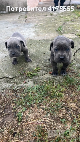 Сане сорсо, снимка 1