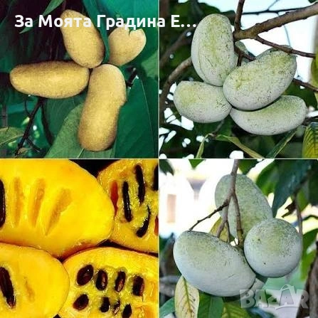 Асимина - Индиански Банан, снимка 3 - Градински цветя и растения - 53620891