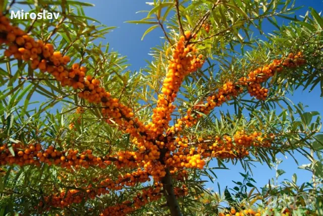 Облепиха (Hippophae), снимка 3 - Градински цветя и растения - 50096274