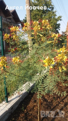 Цезалпиния - Райска птица, снимка 2 - Градински цветя и растения - 53849006