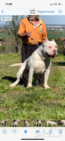 Американско були- мъжкар