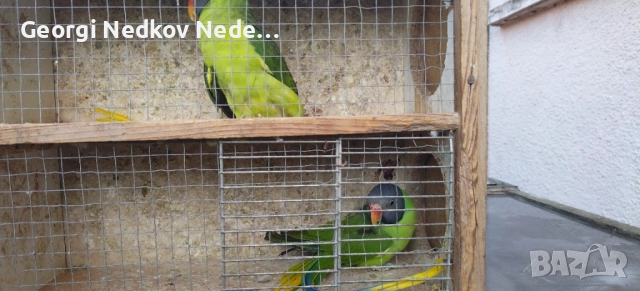 Продавам двойка черноглави александри , снимка 4 - Папагали - 52839235