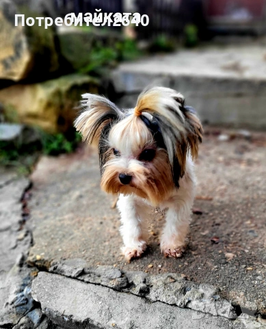Бивет йоркширски териер, снимка 10 - Йоркширски териер - 53645644