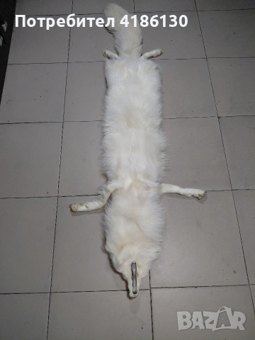 Не ползвана кожа,голям размер от бяла лисица., снимка 4 - Шалове - 53750151