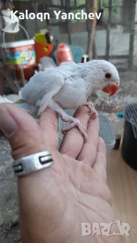 Папагали, снимка 2 - Папагали - 50872073