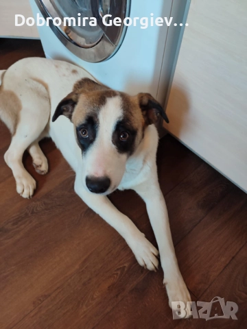 Рино си търси постоянен дом