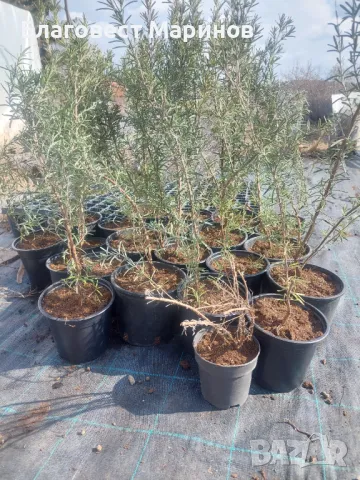 Лавандула и розмарин, снимка 4 - Градински цветя и растения - 44473603