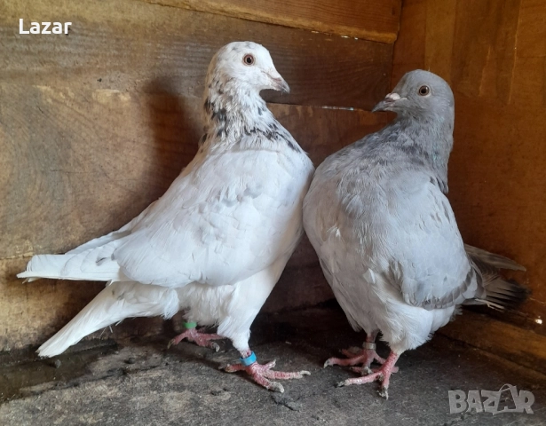 Продавам двойка Американски Тексан 