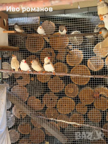 Зеброви амадини Финки ,валнисти папагали , снимка 2 - Папагали - 56070643