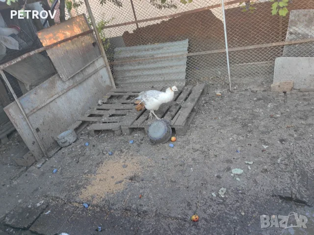 Продавам женски паун