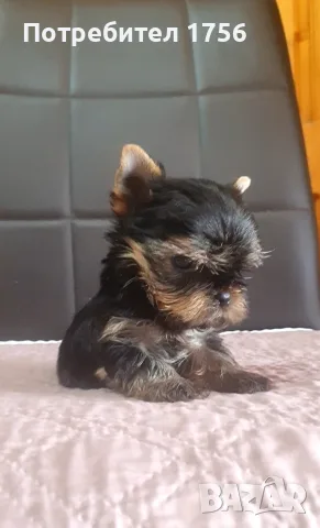 Yorkshire terrier, boy.