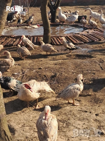 Неми патици, снимка 4 - Патици и гъски - 53837625