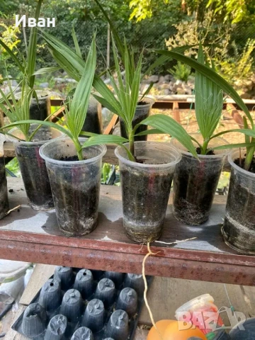 студоустойчиви Палми Вашингтония филифера, снимка 1