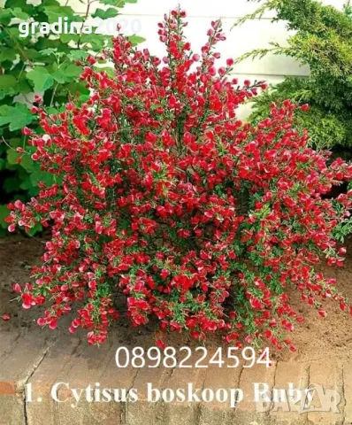 Цитизус - Налични 5 цвята