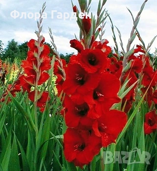 ГЛАДИОЛ Грудколуковици - ПРЕДВАРИТЕЛНИ ПОРЪЧКИ, снимка 4 - Сортови семена и луковици - 49236279
