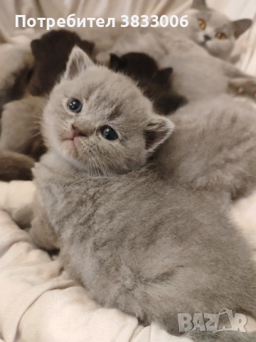  късокосмести Британски котета чистокръвни, снимка 7 - Британска късокосместа - 53519743