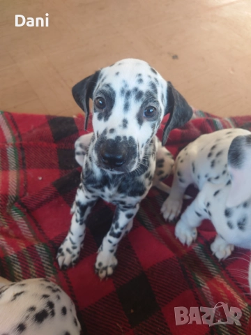 Кучета, далматинци,домашни любимци,, снимка 4 - Далматинец - 51401456