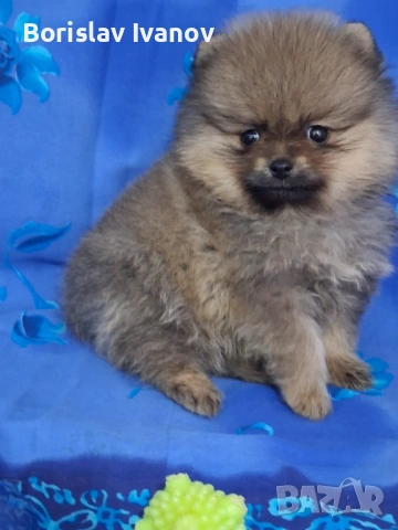 Померан,померан