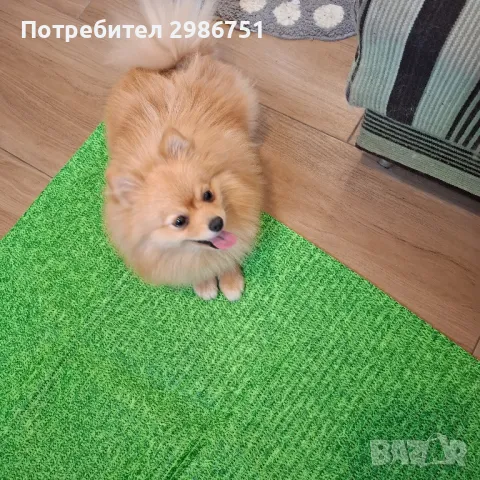 Женски шпиц -Не е наличен!, снимка 1