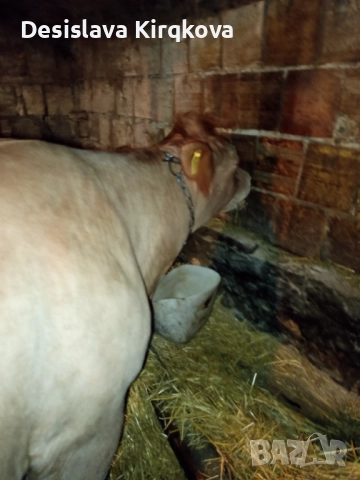 Продавам червена месодайна крава , снимка 3 - Крави - 52513828