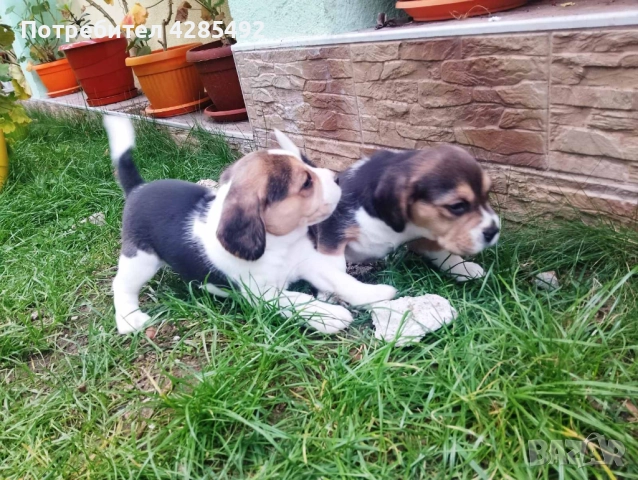 Куче порода Бигъл, Чистокръвни бигълчета 