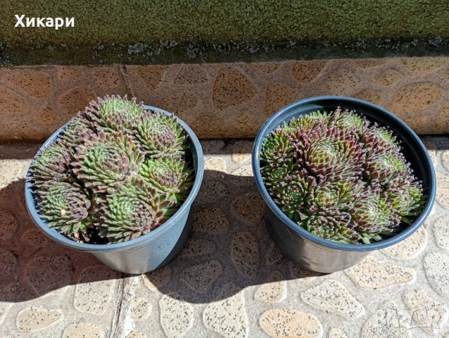 Семпервивум - дебелец  , снимка 4 - Градински цветя и растения - 52001936