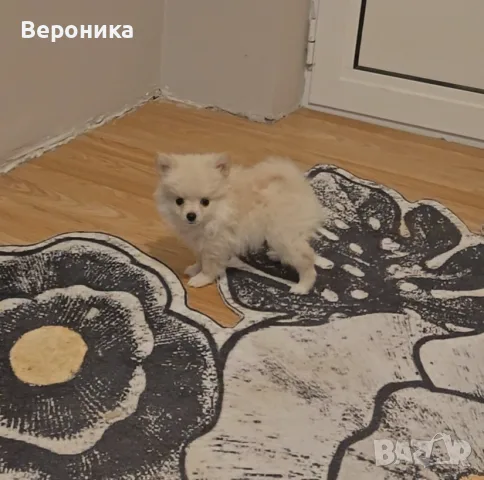  померан   момче  , снимка 10 - Померан - 55660702