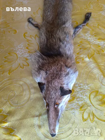 Кожена яка цяла лисица , снимка 3 - Шалове - 48865654