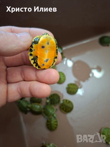 Продава червенокоремни костенурки , снимка 3 - Костенурки - 53648576