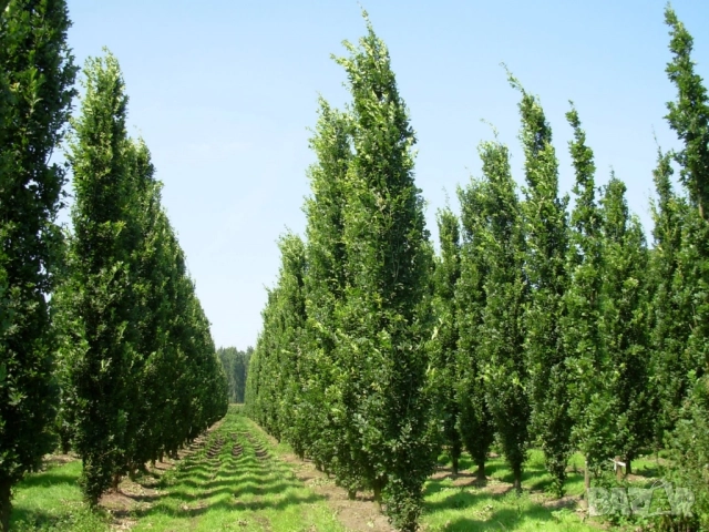 колоновиден дъб в саксия , снимка 2 - Разсади - 51862851