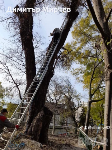 Рязане на високи опасни дървета Косене на тревни площи, снимка 12 - Други услуги - 50980475