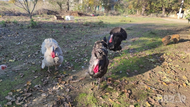 Мисирки, снимка 2 - Кокошки и пуйки - 52568955