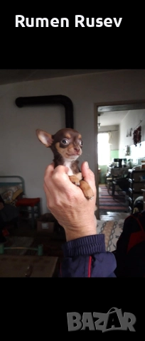 Продавам Чихуахуа женско , снимка 8 - Чихуахуа - 52933508