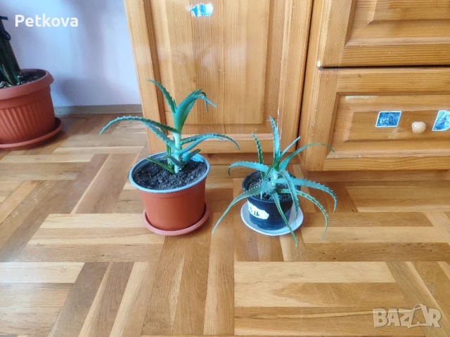 Алое Вера медицинско