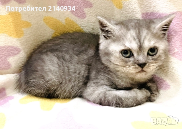 Британски и шотландски котенца. Златни и сръбрени чинчили, снимка 8 - Британска късокосместа - 53060932