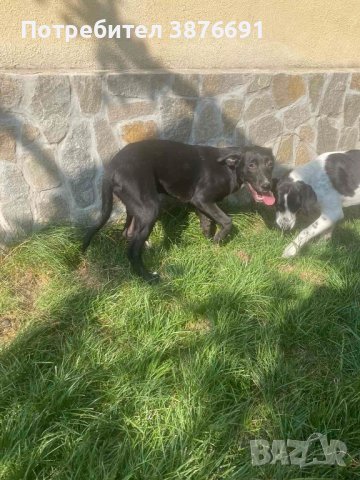 Лабрадор риджбек , снимка 2 - Други - 42689844